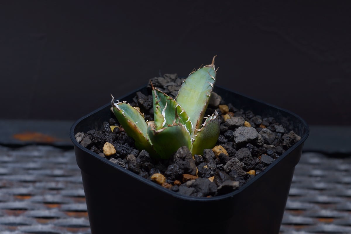 アガベ チタノタ ナンバーワン錦/子株 N1-05 | アガベ専門店