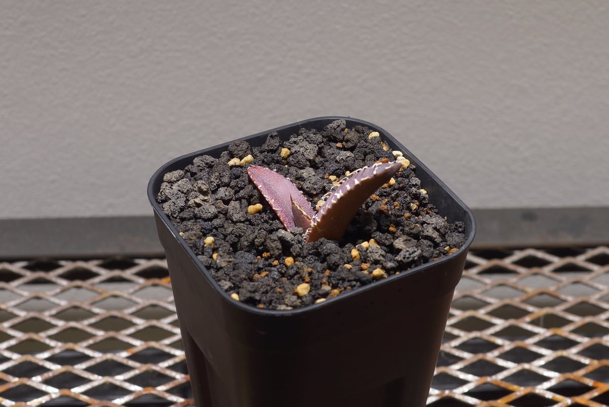 超美株❗️アガベ　チタノタ　金剛　キングコング　タグ付き❗️【26】 アガベ チタノタ 金剛 キングコング / KK-03 | アガベ専門店