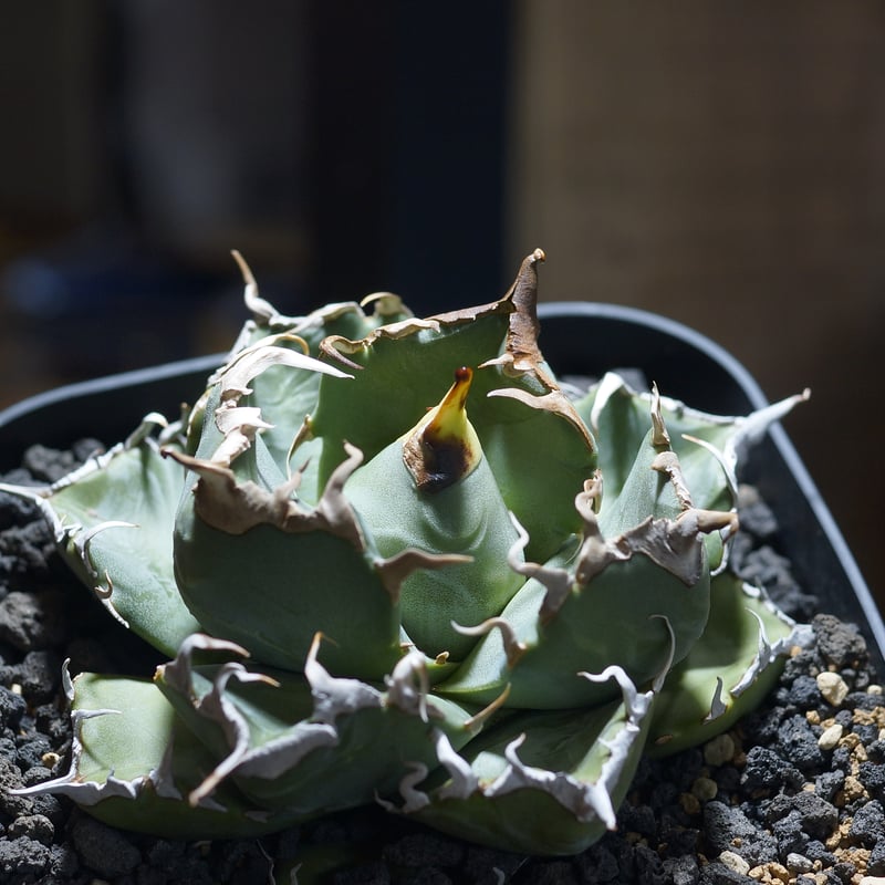 アガベ　魔丸　中株 アガベ チタノタ 魔丸(Mamaru)の特徴と育て方｜悪魔的な丸さ