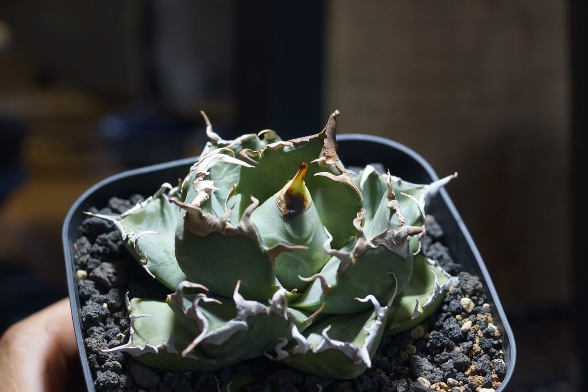 【超コンパクト】アガベ　チタノタ　魔丸 アガベ チタノタ 魔丸 / MG-10 | アガベ専門店 モンスターハウス