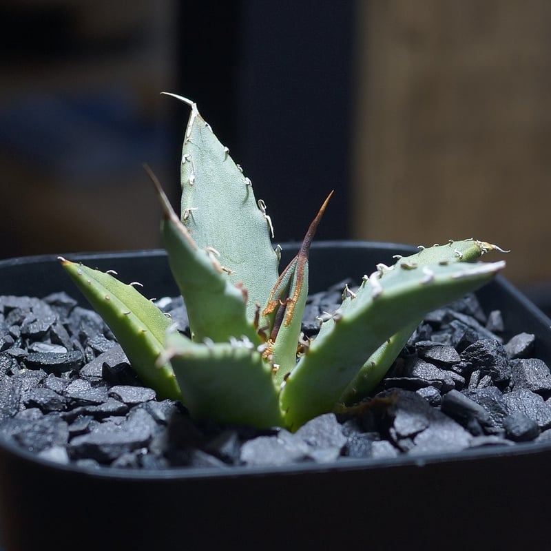 アガベ ハイブリッド 妖炎×姫厳竜/ Y×H-17 | アガベ専門店 モンスター