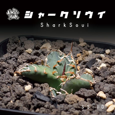 アガベ チタノタ シャークソウイ 子株 SS-10