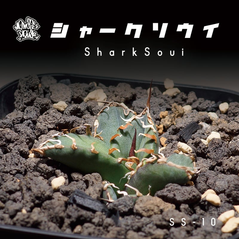 アガベ チタノタ シャークソウイ 子株 SS-10 | アガベ専門店
