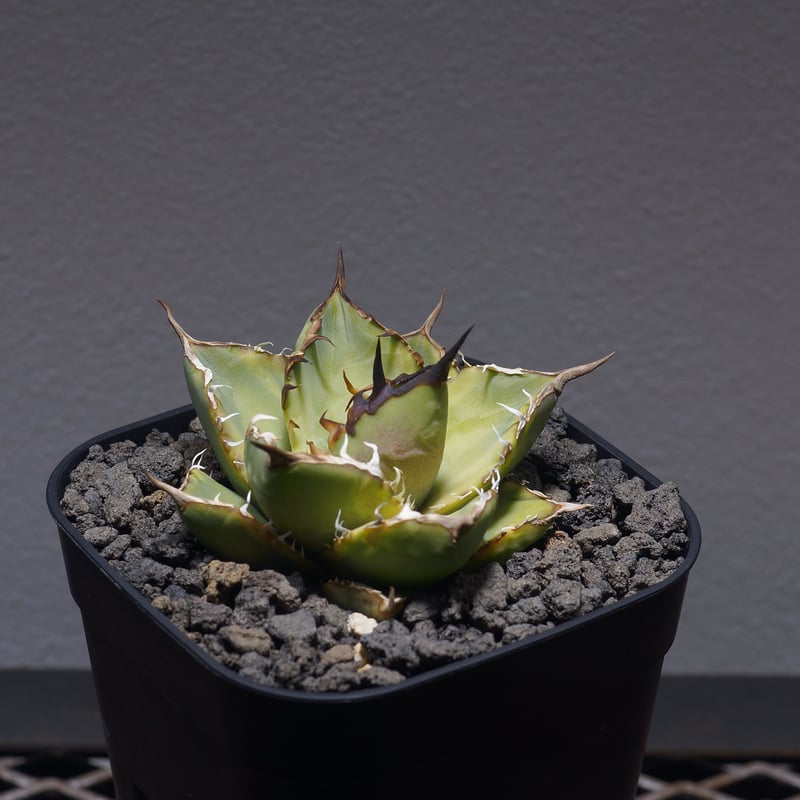 アガベ　チタノタ　ナンバーワン錦　大株 アガベ チタノタ ナンバーワン錦 大株 - メルカリ