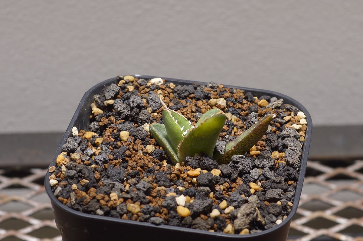 アガベ　チタノタ　大白鯊 アガベ チタノタ 大白鯊 / WS-01 | アガベ専門店 モンスターハウス