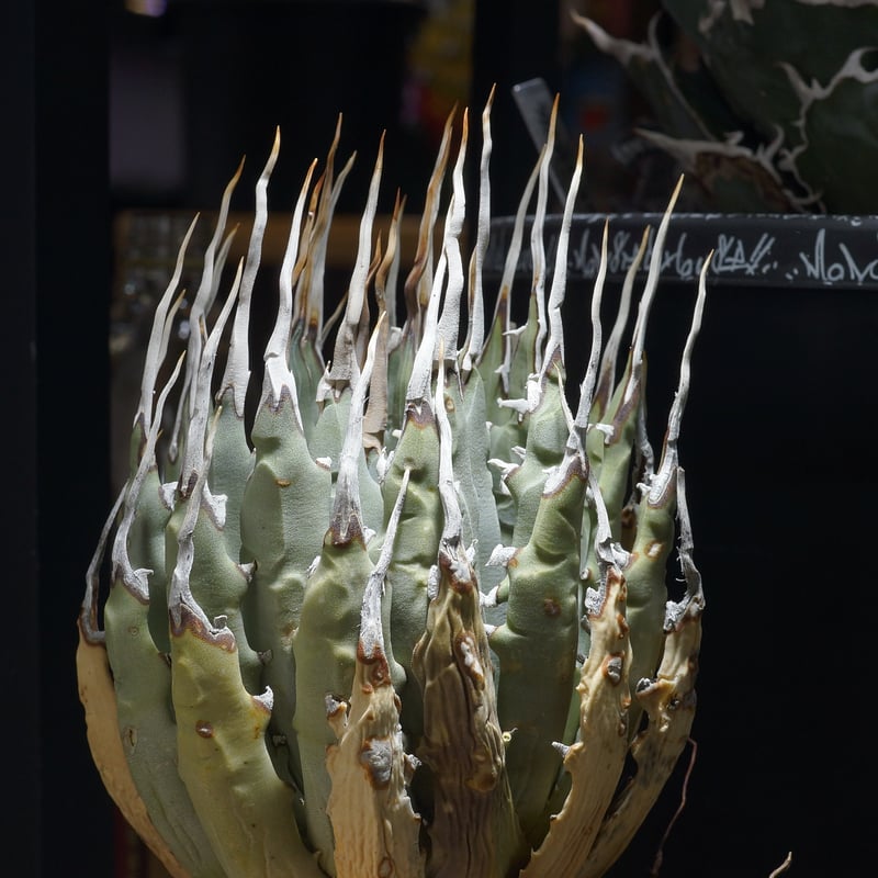 アガベ ユタエンシス エボリスピナ / ES-24 | アガベ専門店 モンスター