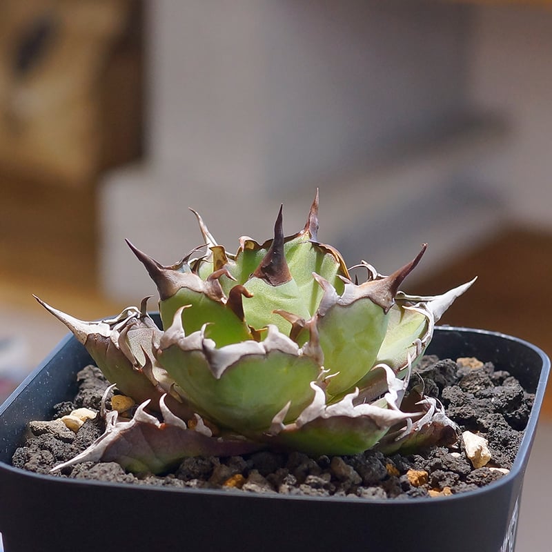 アガベ チタノタ ハデス / 黒帝斯 HD-04 | アガベ専門店 モンスターハウス