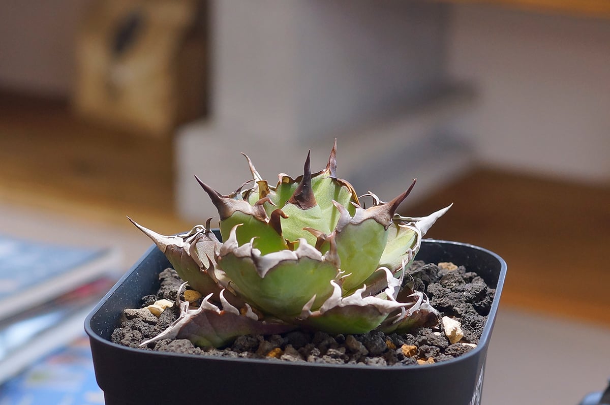 アガベ チタノタ ハデス / 黒帝斯 HD-04 | アガベ専門店 モンスターハウス