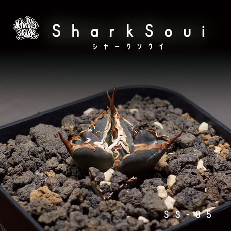 チタノタシャークソウイ | STORES