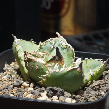 CATEGORY 新商品 | アガベ専門店 モンスターハウス