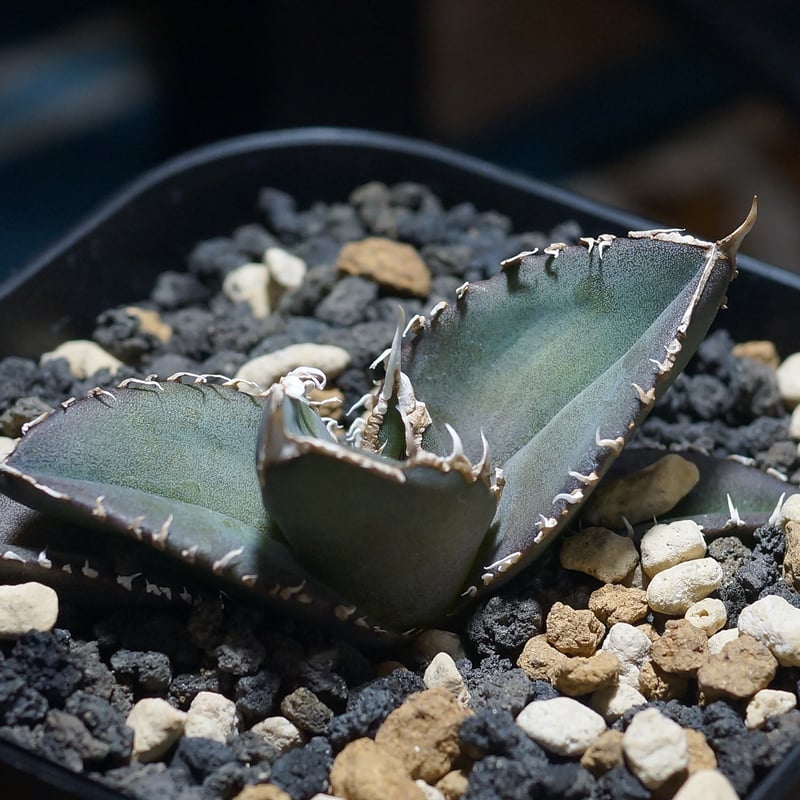 アガベ チタノタ 緑幽霊 / GG-06 | アガベ専門店 モンスターハウス