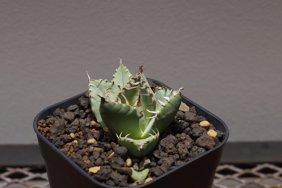 【超コンパクト】アガベ　チタノタ　魔丸 アガベ チタノタ 魔丸(Mamaru)の特徴と育て方｜悪魔的な丸さ