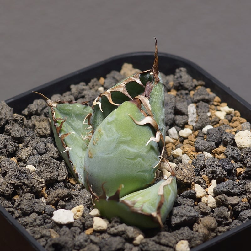 アガベ チタノタ ブラックアンドブルー/bb-31 | アガベ専門店