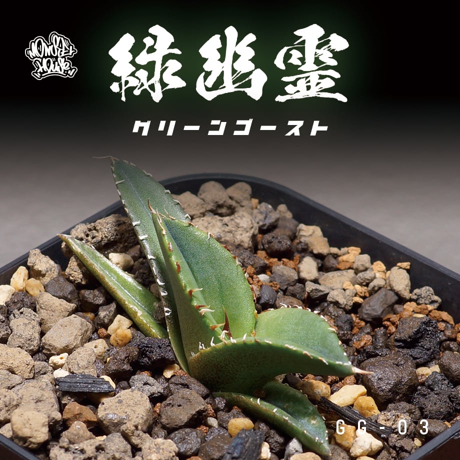 【速達】アガベ　チタノタ　緑幽霊錦　極上白覆輪　　金剛錦 FJ Agave産】アガベ チタノタ 緑幽霊錦 極上白覆輪 ラスト