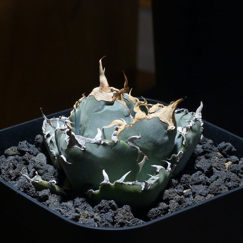 アガベ チタノタ 白鯨 植物図鑑】アガベ チタノタ（ティタノータ） 白鯨とは？希少な美