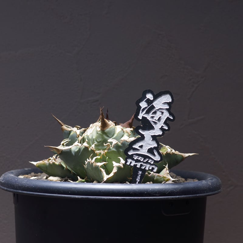 アガベ 品種 プランツタグ 黒】チタノタ 海王 | アガベ専門店