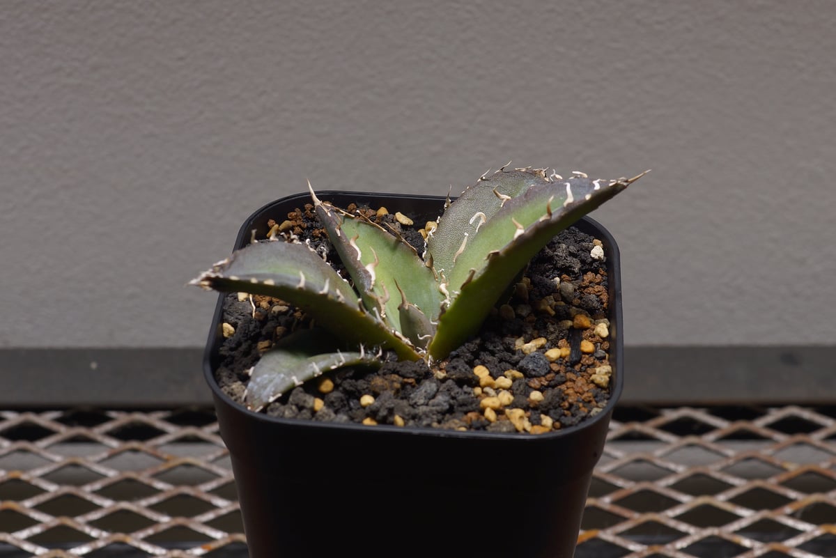 アガベ！白鯨！チタノタ！ アガベ チタノタ 白鯨/ww-20 | アガベ専門店 モンスターハウス