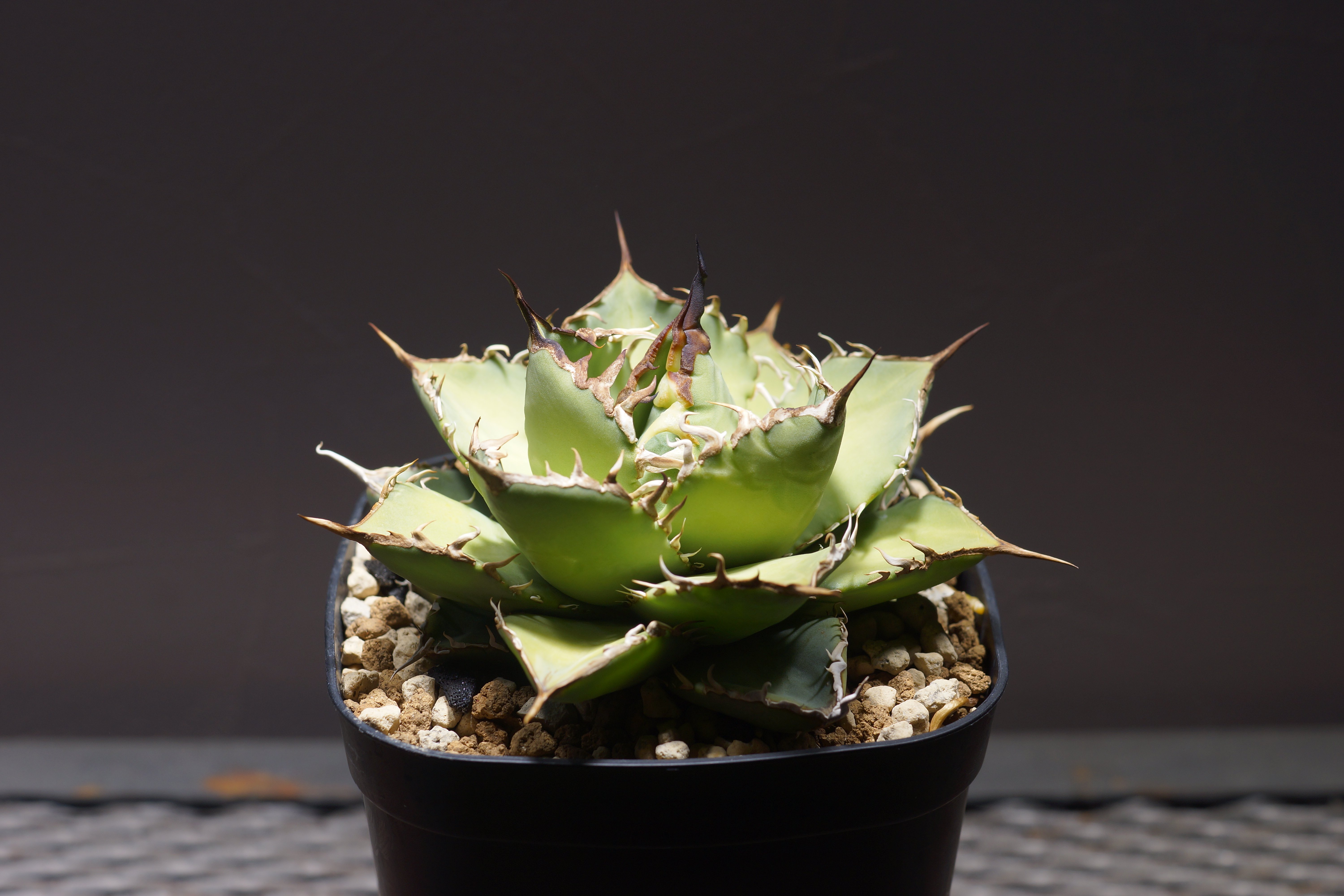 original