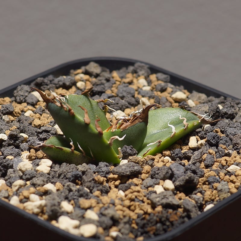 アガベ チタノタ シーザー 凱撒/cae-08 | アガベ専門店 モンスターハウス