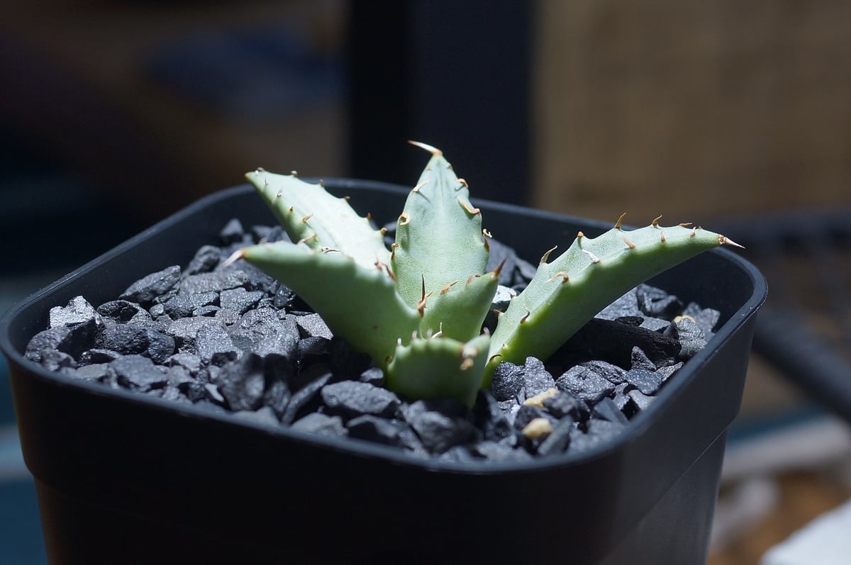 アガベ ハイブリッド 妖炎×姫厳竜/ Y×H-16 | アガベ専門店