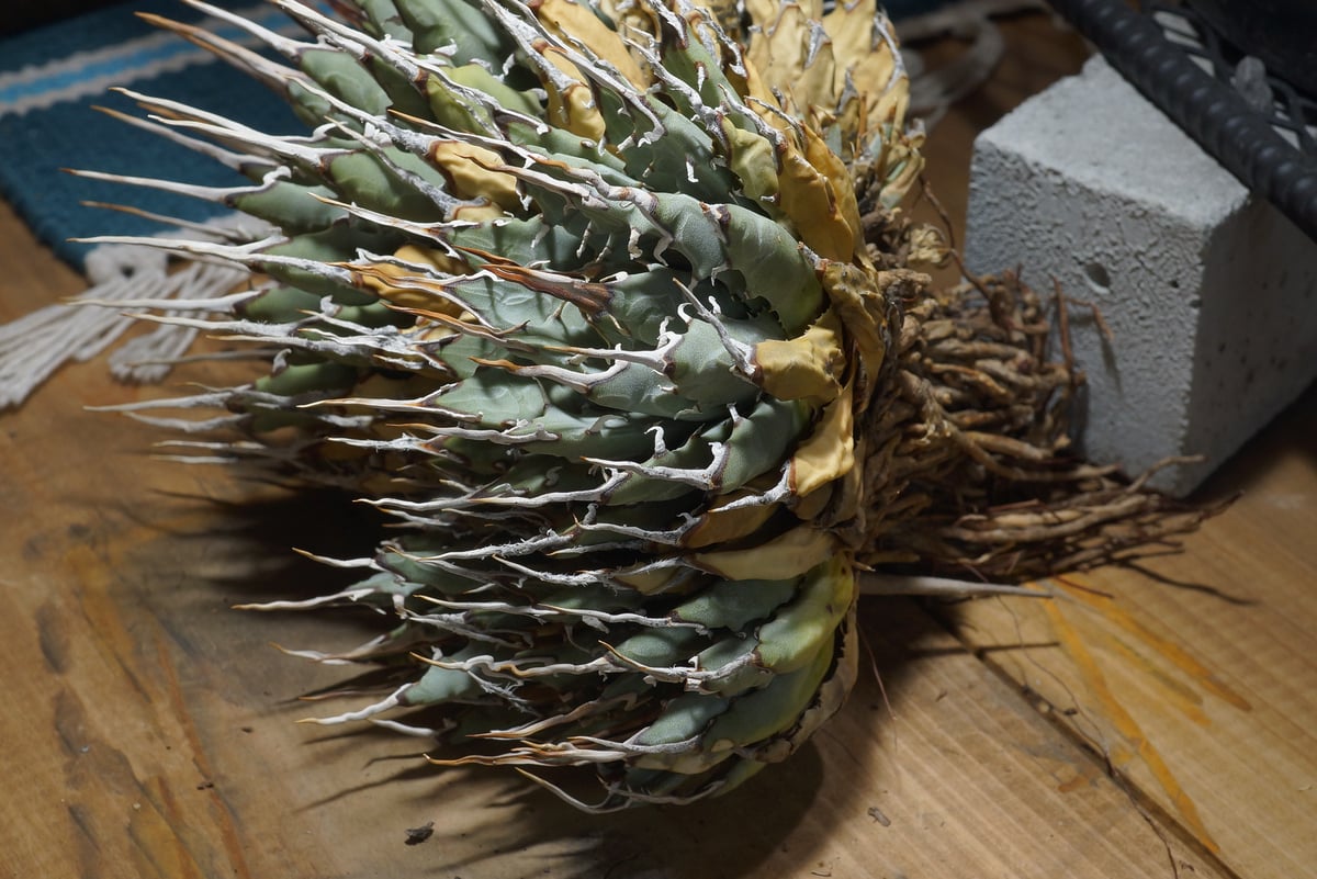 アガベ ユタエンシス エボリスピナ / ES-16 | アガベ専門店 モンスター