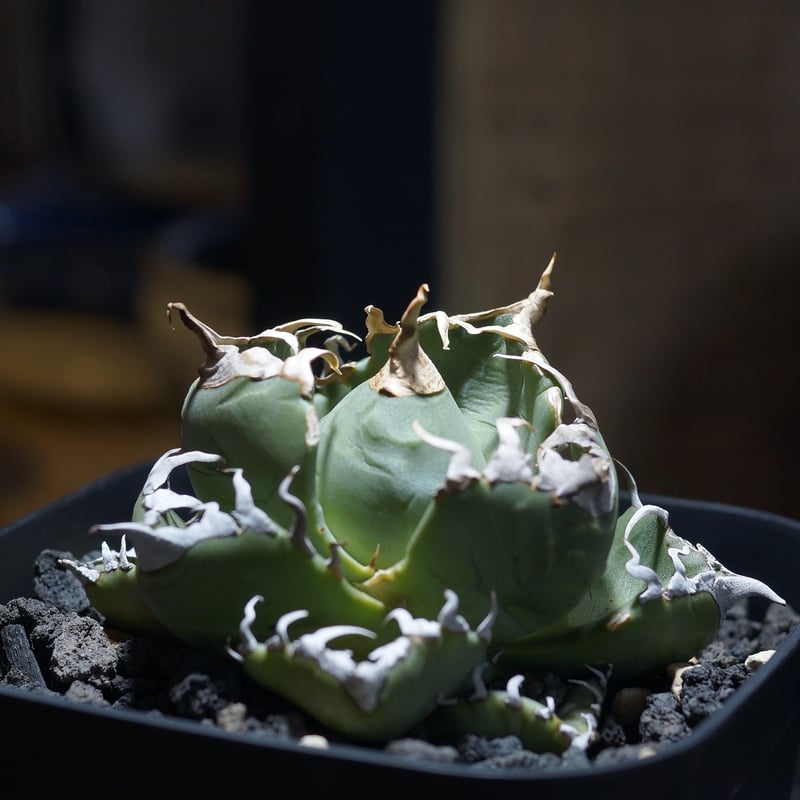 アガベ チタノタ 魔丸 / MG-08 | アガベ専門店 モンスターハウス