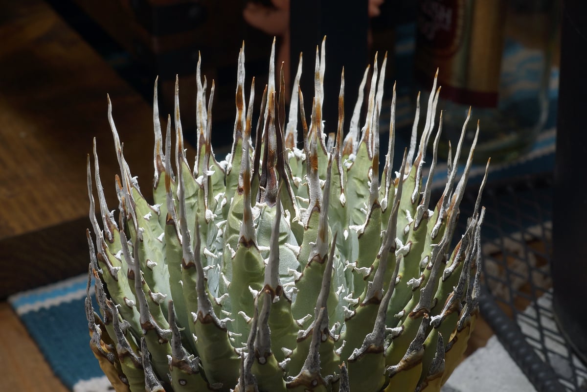 アガベ ユタエンシス エボリスピナ / ES-28 | アガベ専門店 モンスター