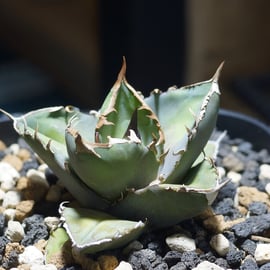 毒刺S、白犀牛を発売いたします | アガベ専門店 モンスターハウス