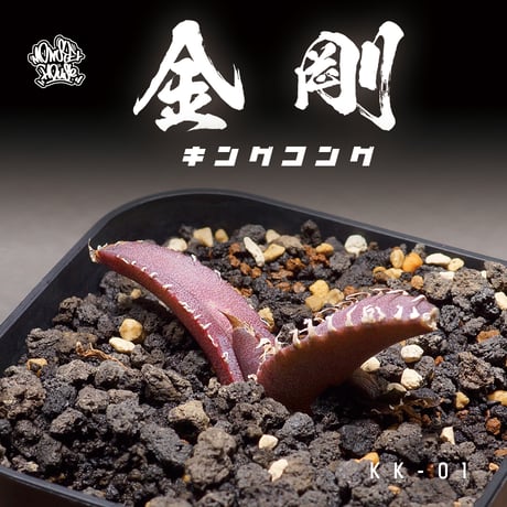 アガベ金剛 | STORES