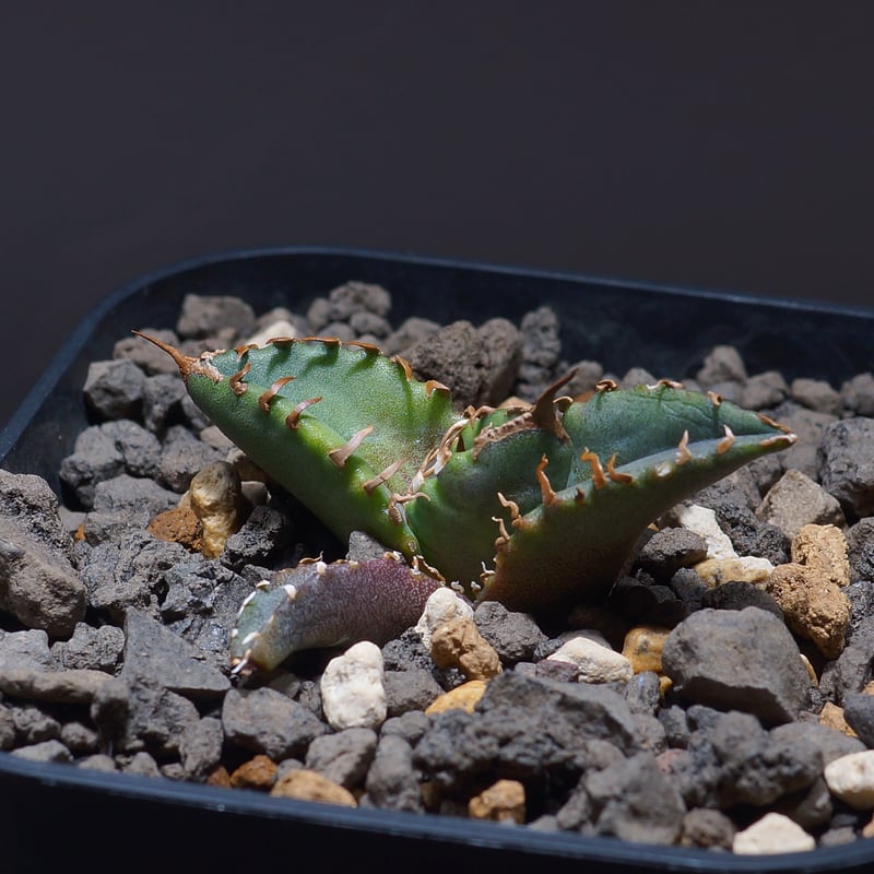 アガベ チタノタ ホワイトファイヤー/白火焔 WF-03 | アガベ専門