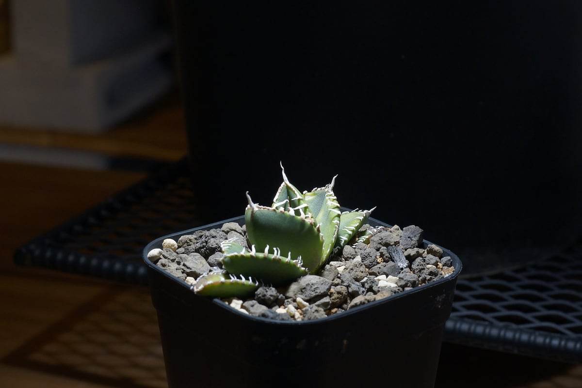 アガベ チタノタ 南アフリカダイヤモンド / SAD-12 | アガベ専門店