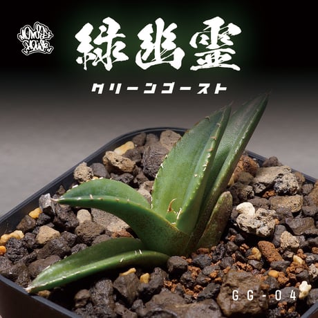 アガベ専門店 モンスターハウス アガベ専門店 モンスターハウス