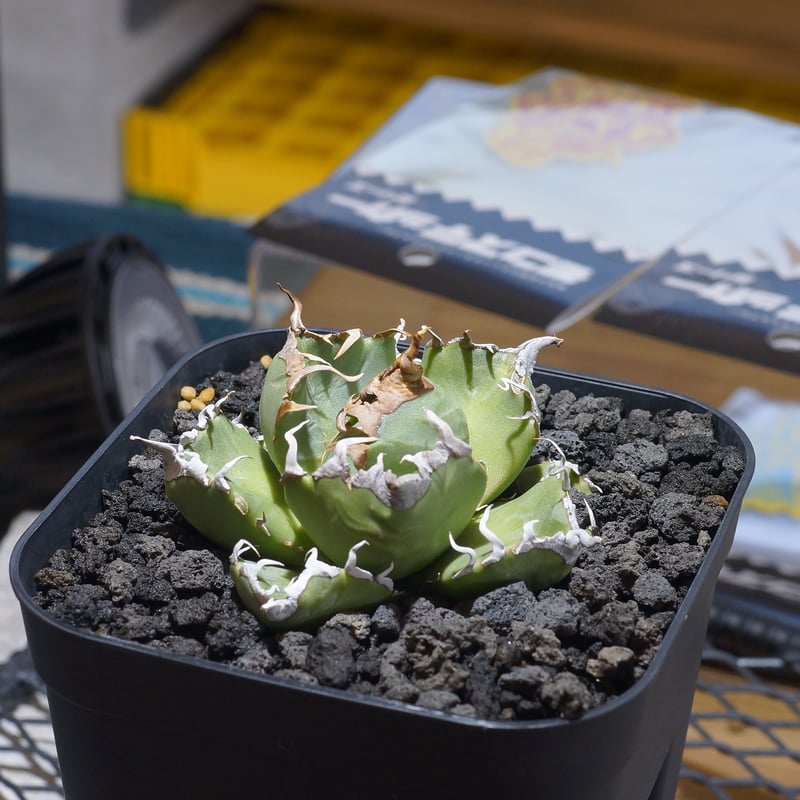 アガベ チタノタ 魔丸 / MG-07 | アガベ専門店 モンスターハウス