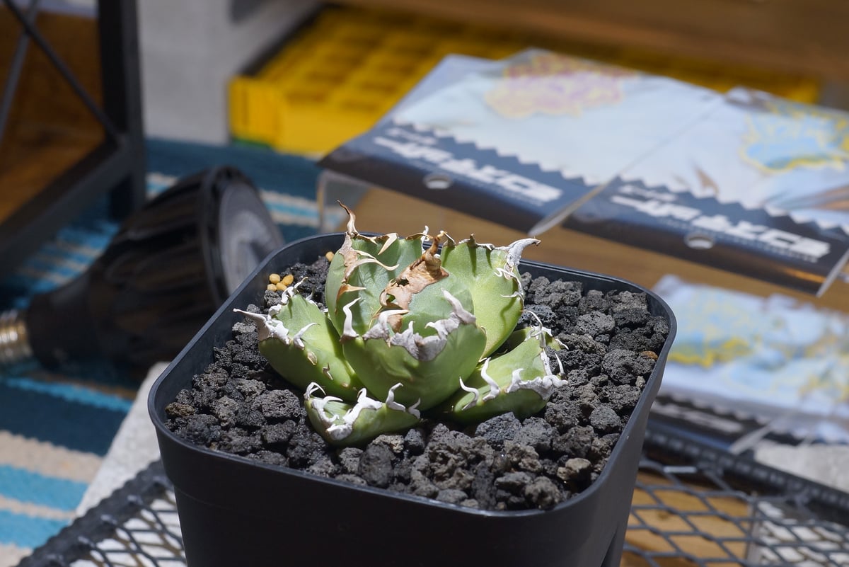 アガベ チタノタ 魔丸 / MG-07 | アガベ専門店 モンスターハウス