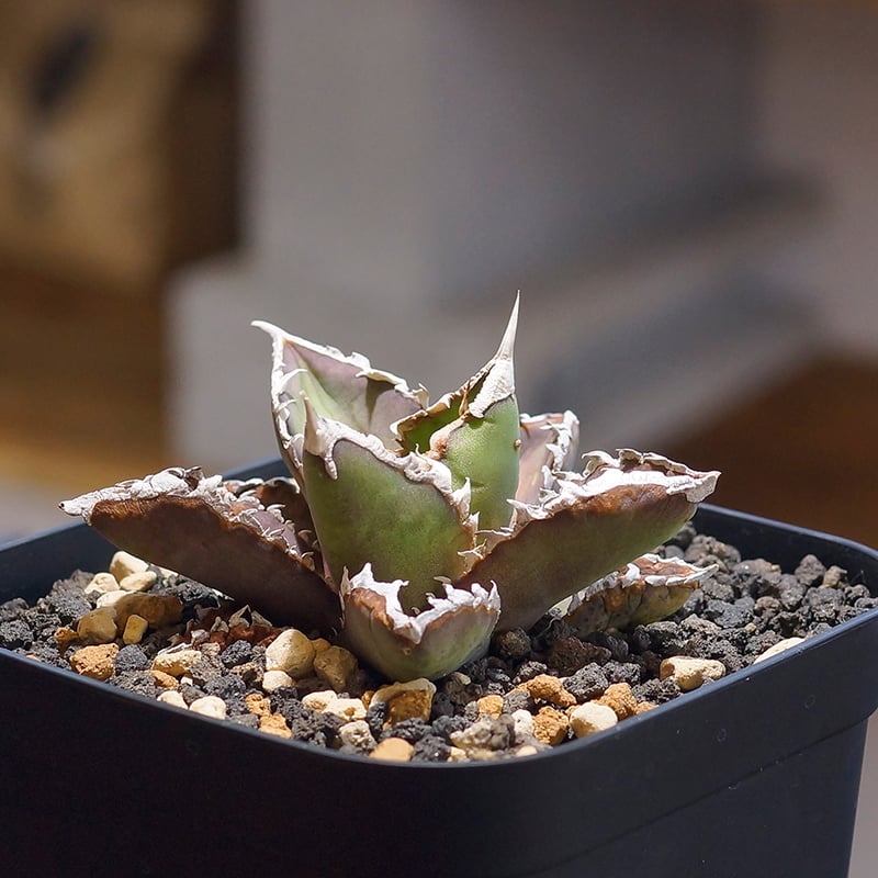 アガベ チタノタ 狼人 RN-01 | アガベ専門店 モンスターハウス