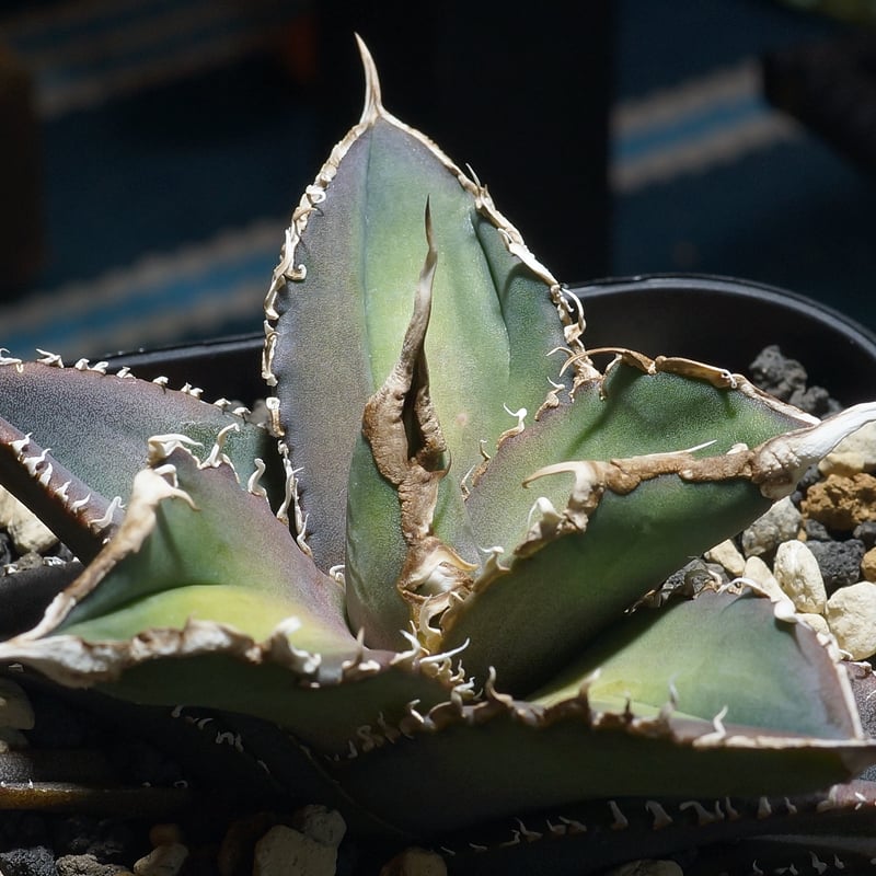 アガベ チタノタ 緑幽霊 / GG-06 | アガベ専門店 モンスターハウス