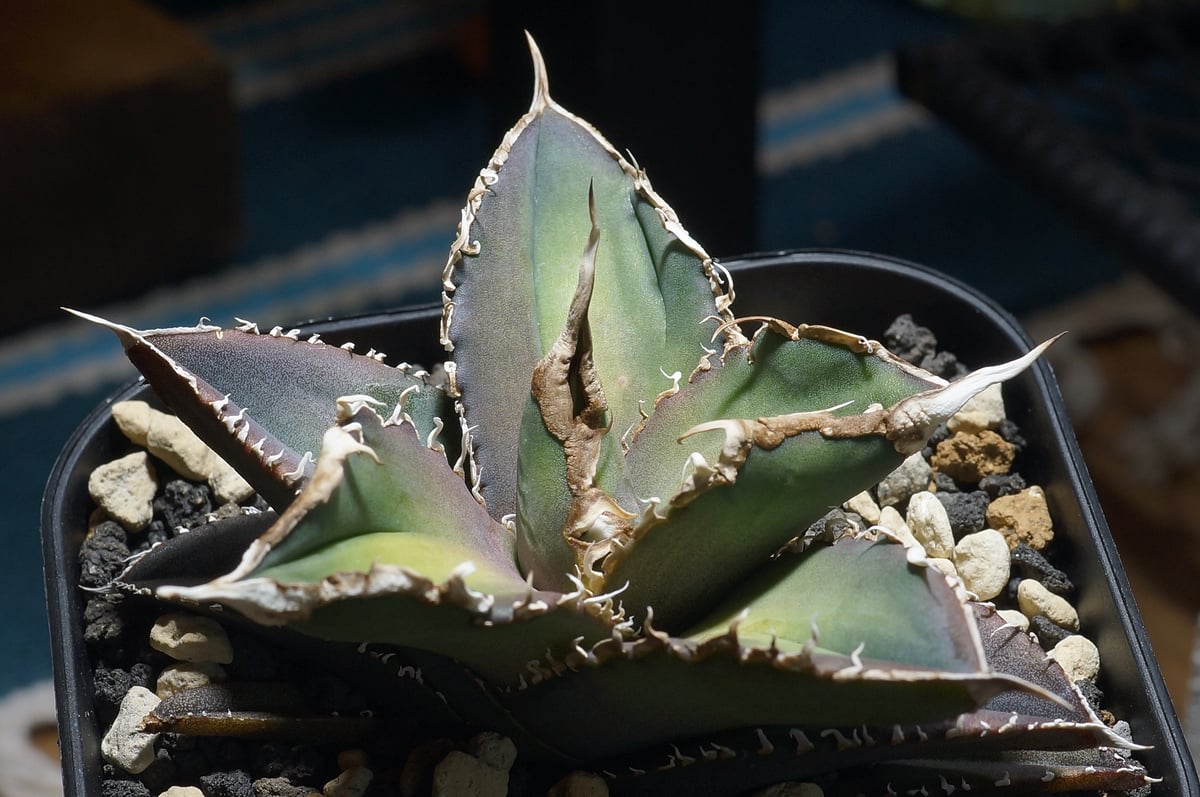 アガベ チタノタ 緑幽霊 / GG-06 | アガベ専門店 モンスターハウス