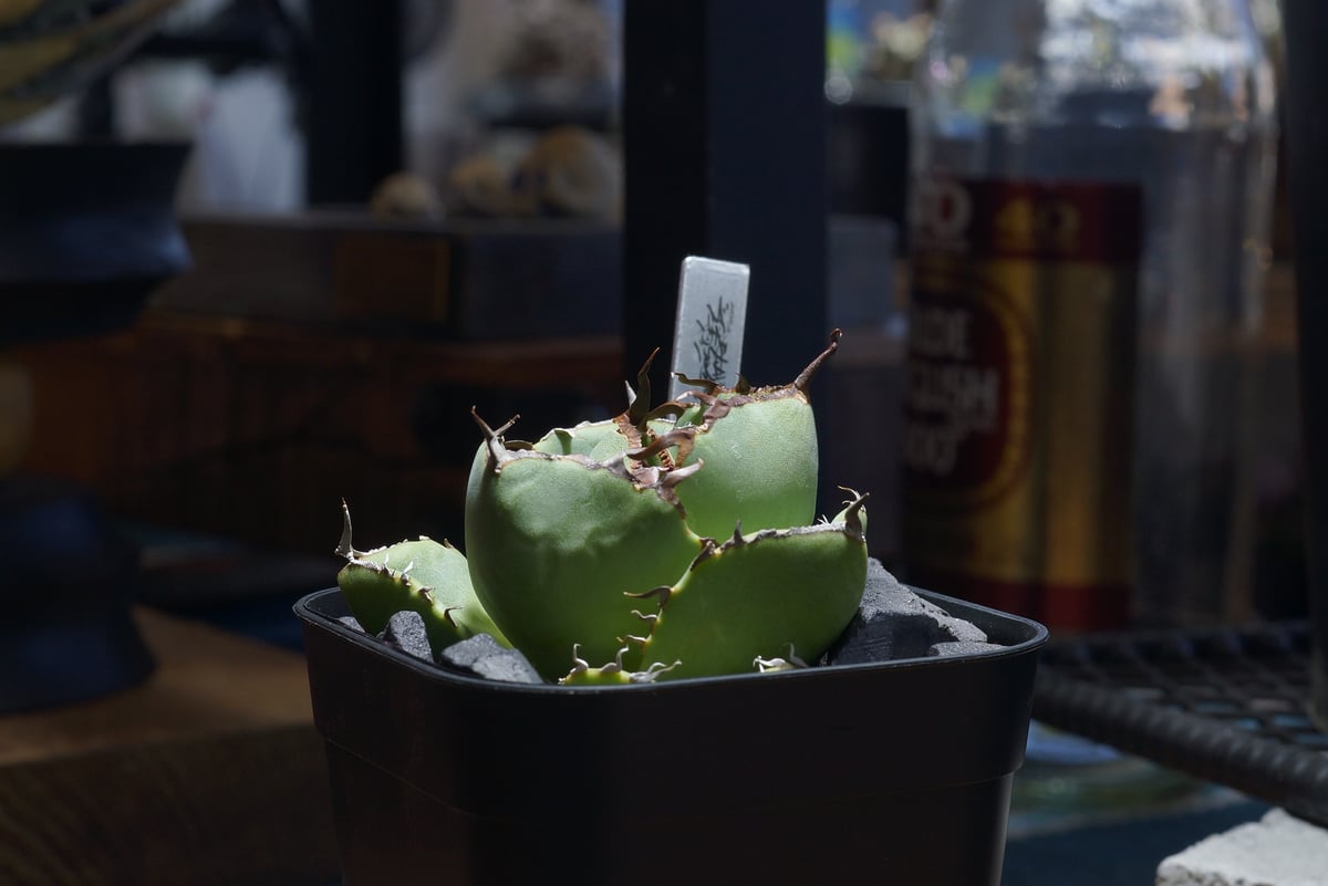 【稀少高騰品種】45 白火焔 × ジャガーノートhyb 丸葉アガベチタノタ 稀少高騰品種】45 白火焔 × ジャガーノートhyb 丸葉アガベチタノタ