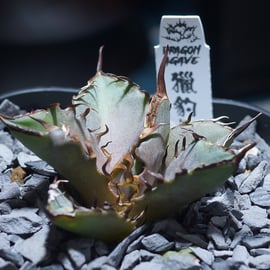 Berlin産、Dragon Agave産の株を発売 | アガベ専門店 モンスターハウス