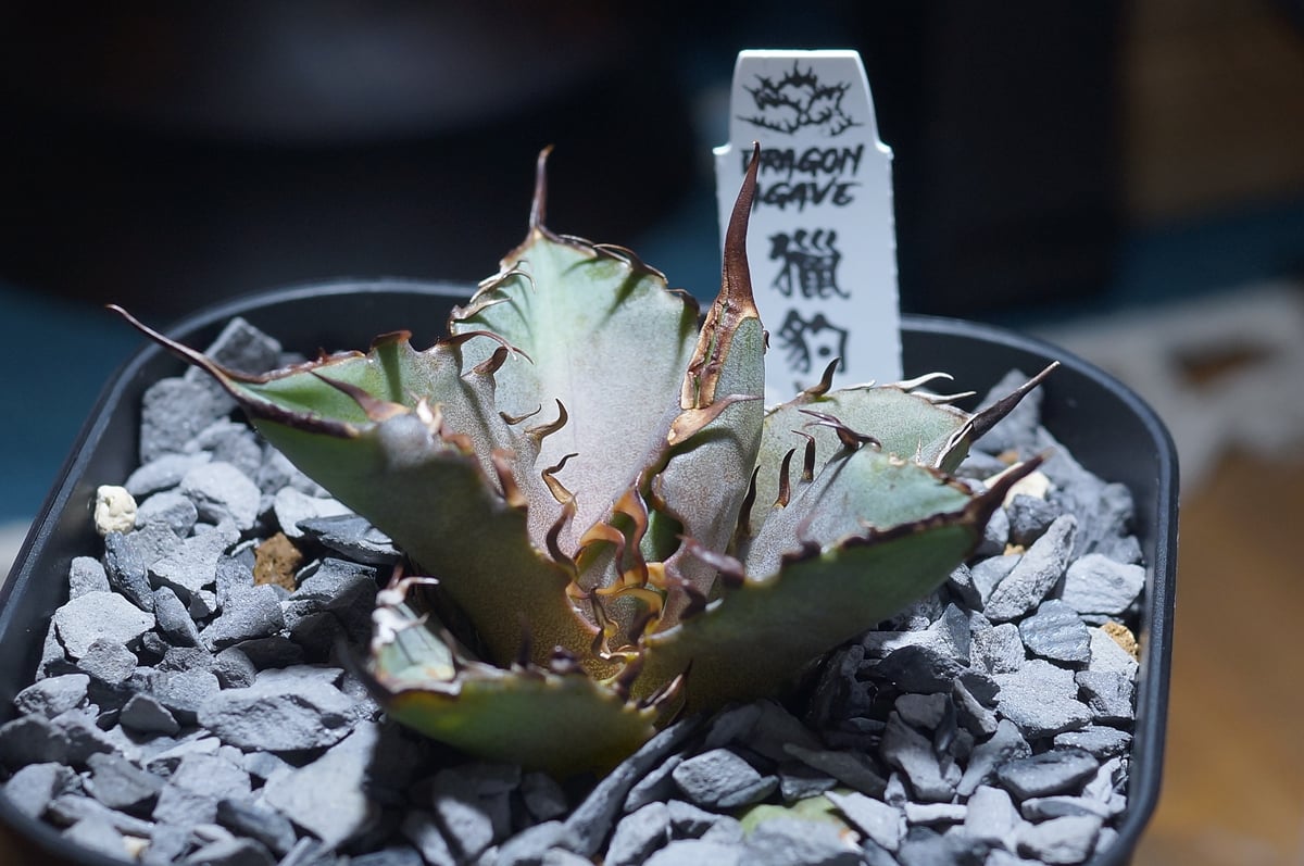 agave titanota cheater 猟豹 アガベ チタノタ チーター 