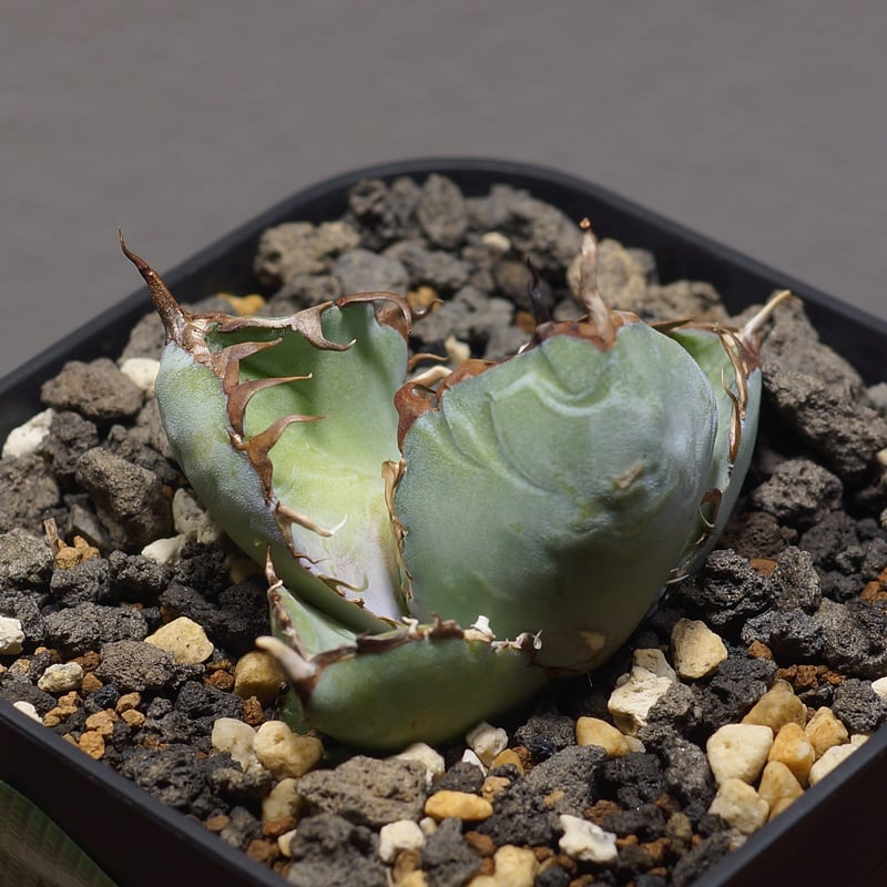 アガベ チタノタ ブラックアンドブルー/bb-32 | アガベ専門店