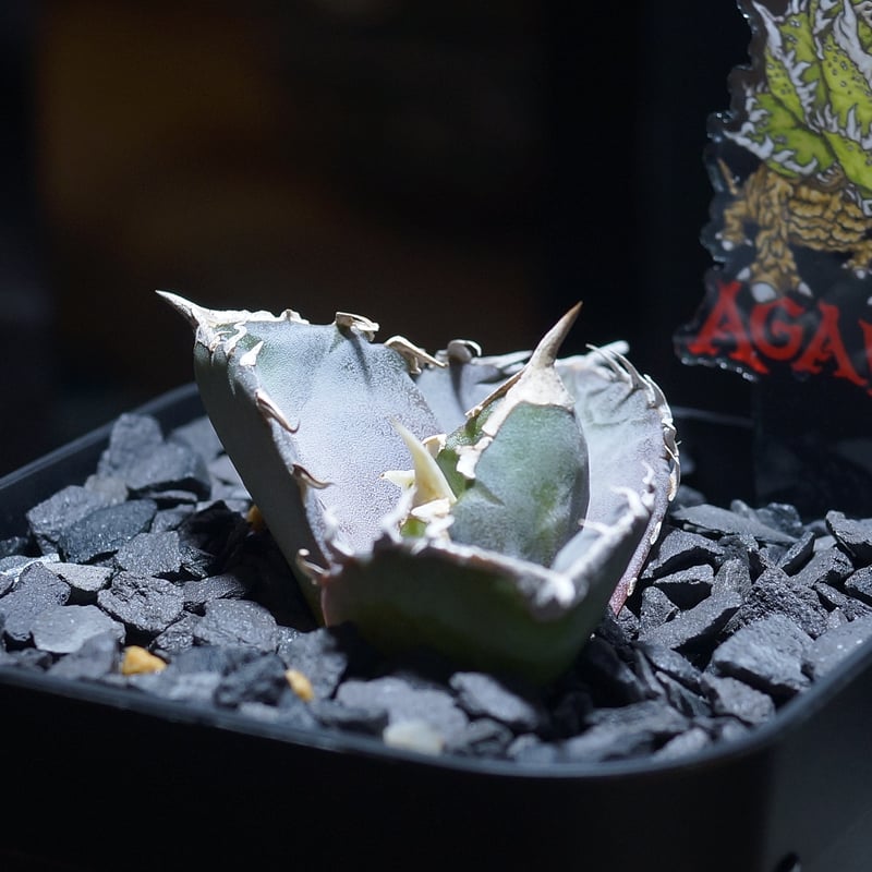 アガベ チタノタ 汪達/ Dragon Agave産 wd-02 | アガベ専門店 モンスタ