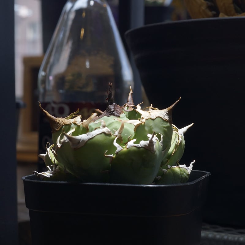 アガベ チタノタ 魔丸 / MG-19 | アガベ専門店 モンスターハウス