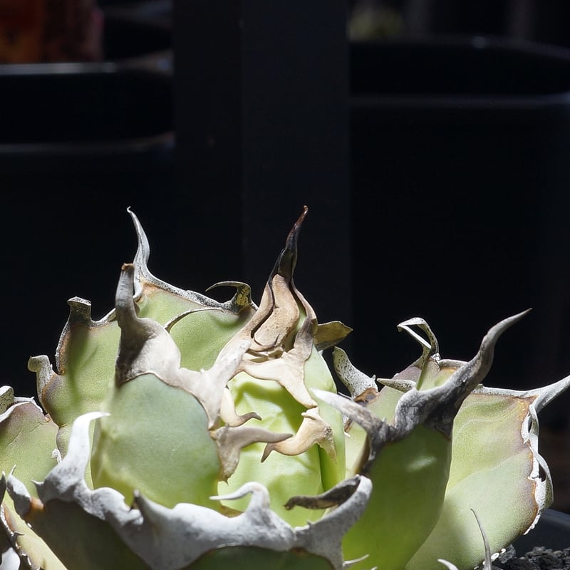 アガベ チタノタ ハデス / 黒帝斯 HD-08 | アガベ専門店 モンスターハウス