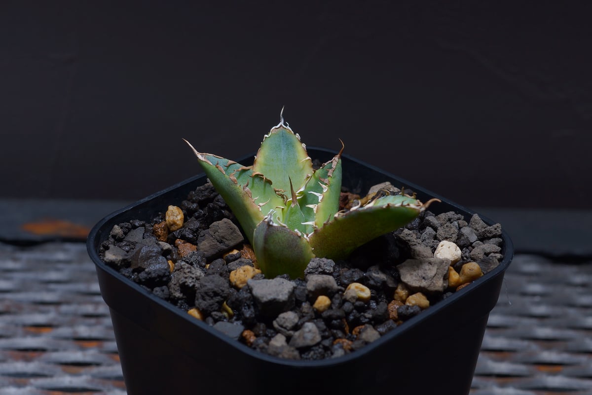 堅実な究極の agave アガベ 親株 No,1錦 チタノタ 植物/観葉植物 