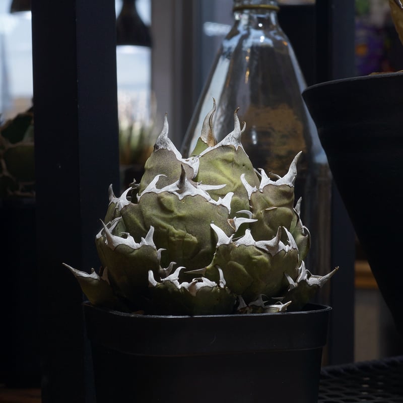 アガベ チタノタ 鬼爪 / OT-02 | アガベ専門店 モンスターハウス