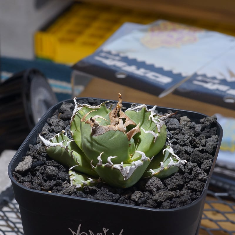 342＊コレクション株＊【3.7写真更新】アガベ チタノタ 魔丸 アガベ・チタノタ 魔丸-011｜agave titanota imps | Plus_Plan