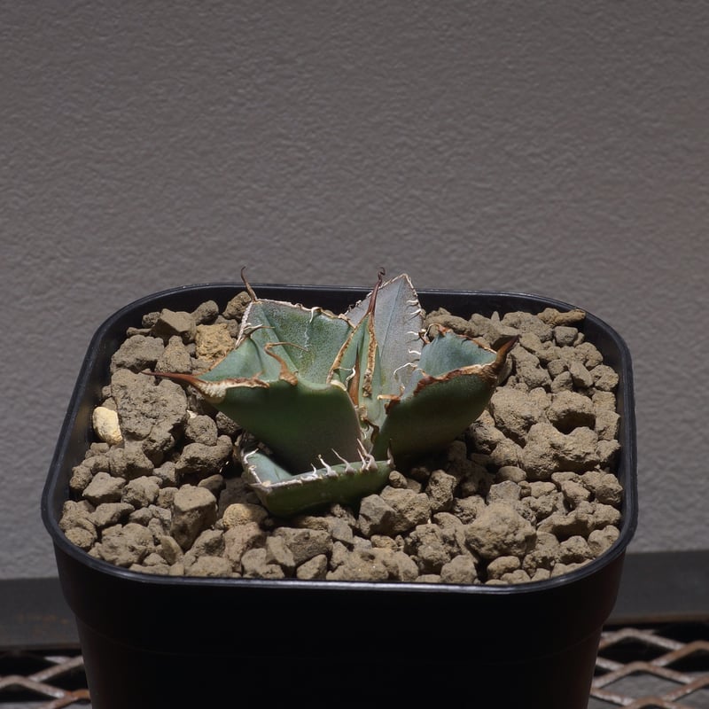 アガベ 　雪豹　子株 DRAGON AGAVE】アガベ 雪豹 EC25 – TaiShoDo ONLINE SHOP