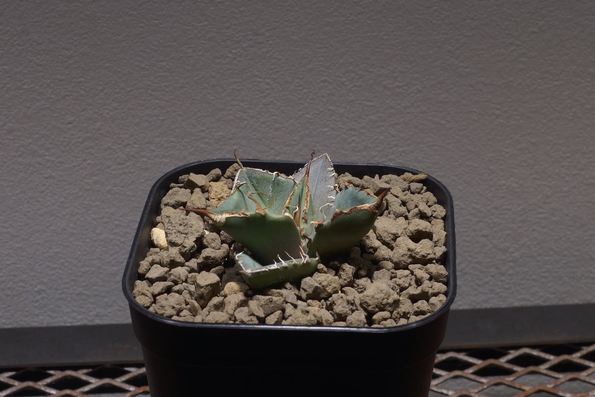 【最終値下げ】アガベ　チタノタ　黒豹　子株2つ付き 6号鉢 アガベ チタノタ 黒豹/子株 BP-03 | アガベ専門店 モンスターハウス