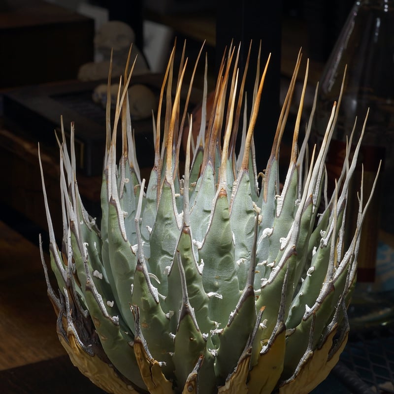 アガベ ユタエンシス エボリスピナ / ES-31 | アガベ専門店 モンスター